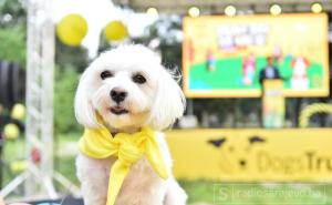 Savjet 'Dogs Trusta': Nemojte kupovati, već udomite napuštenog psa   