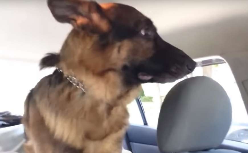 Kada je ovaj pas shvatio gdje ga vode imao je najtužniju reakciju