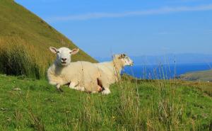 Za one kojima je svega dosta: Čuvajte ovce za 25.000 eura na pustom ostrvu