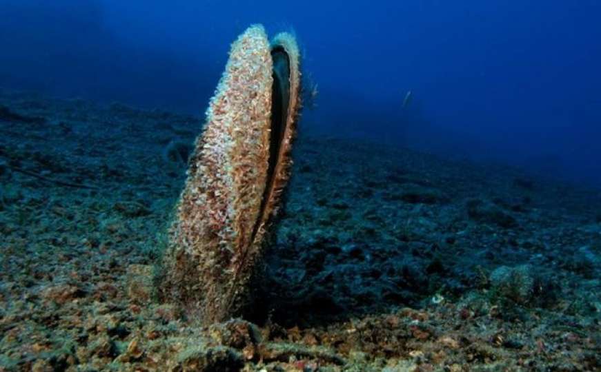 Masovni pomor školjki: Iz Jadrana nestaju periske