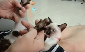 Preslatka maca postala hit zbog reakcije na masiranje šapica