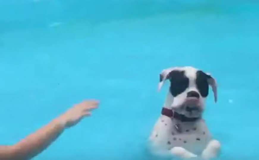 Pas uletio u bazen pa počeo imitirati djecu i oduševio vlasnike