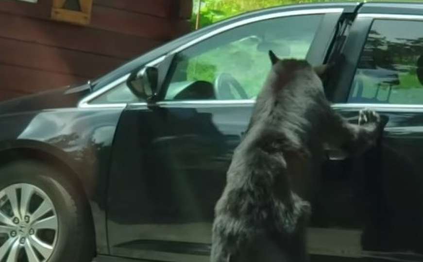 Nesvakidašnja scena: Medvjed nonšalantno otvorio i ušao u automobil