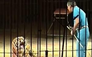 Tigrovi ubili jednog od najpoznatijih cirkuskih krotitelja na svijetu