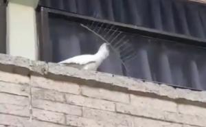 Viralan snimak: Papagaj sklanja šiljke koji služe kao odbijači ptica 
