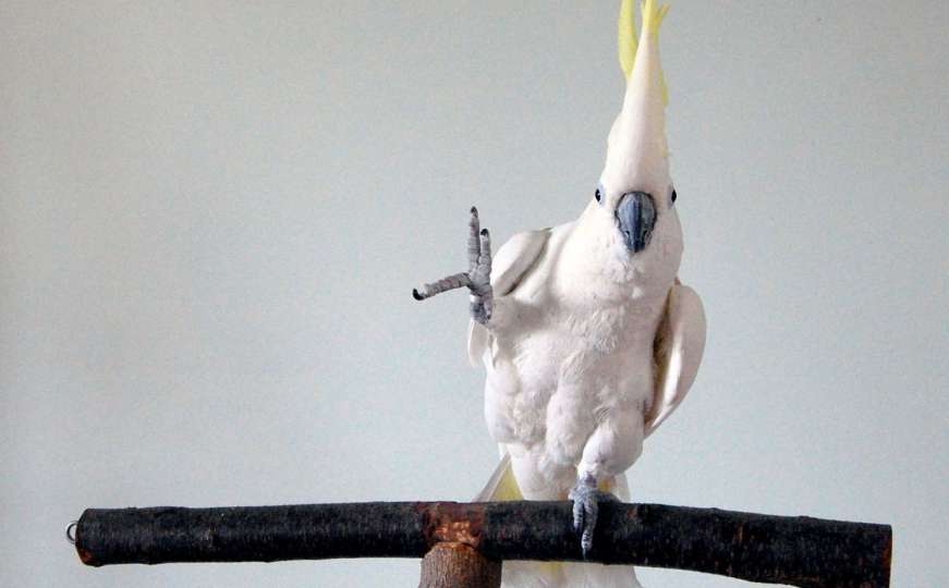 Preslatko: Ovaj papagaj poznaje 14 različitih plesnih poteza