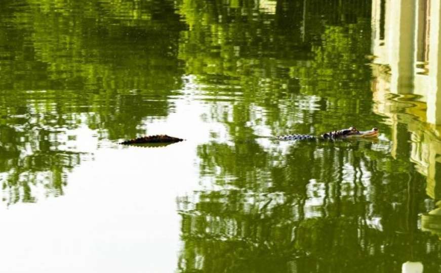 Park u Chicagu dobio neobičnog stanovnika - aligatora dugog 1,5 metara