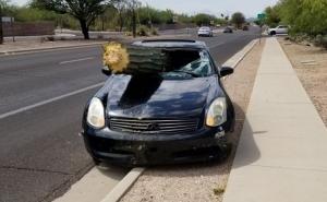 Izbjegao teške povrede kada mu je kaktus proletio kroz vjetrobransko staklo