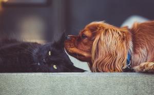 Duhovna svrha ljubimaca: Psi nas štite od uroka i kletvi, a mačke...