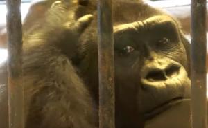 Jadnica: Očajna gorila čupa dlaku nakon 27 godina u kavezu