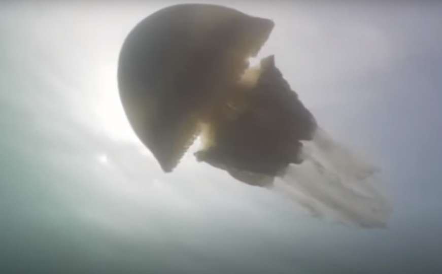 Meduza veličine čovjeka zbunila morske biologe