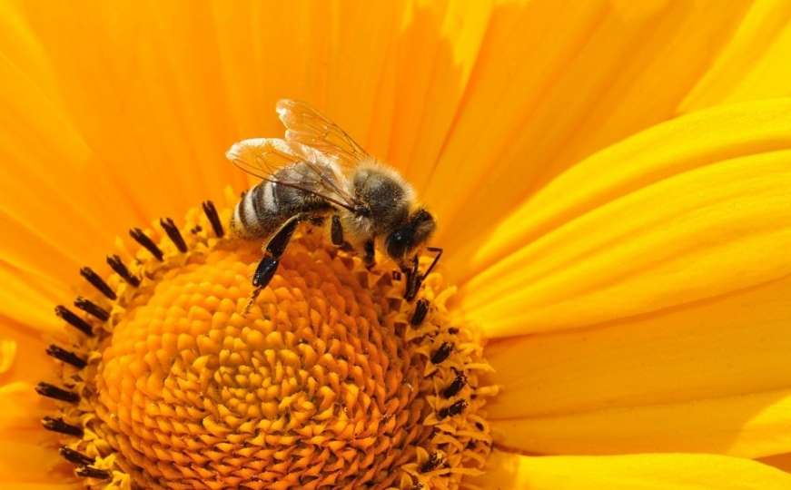 Holandija posadila cvijeće na stotine autobuskih stanica kao poklon - pčelama