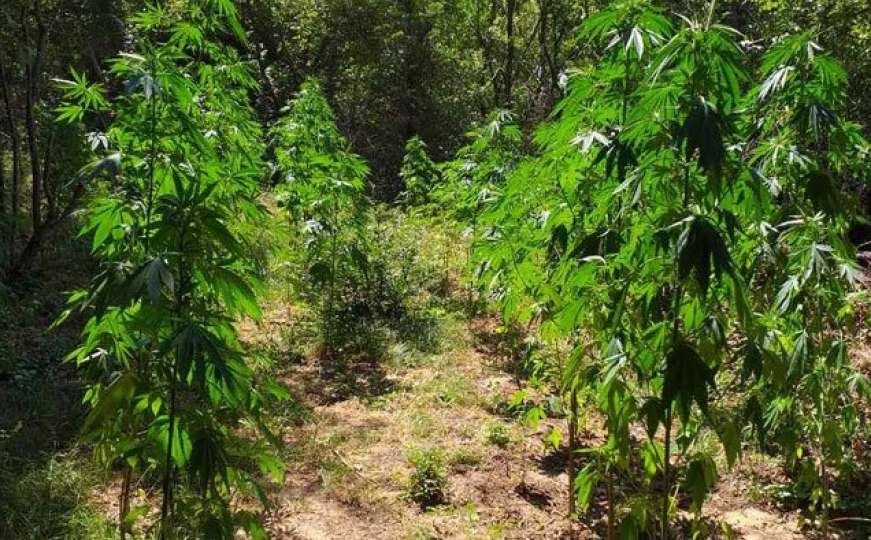 U Trebinju otkrivena plantaža marihuane, uhapšene dvije osobe