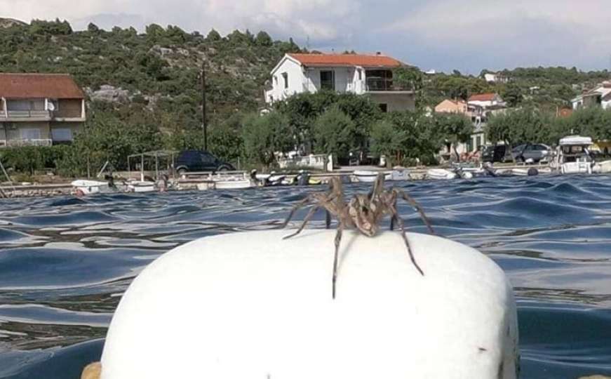 Nakon koze, zmije, kokoške i ajkula: Ogromni pauk isprepadao kupače kod Trogira