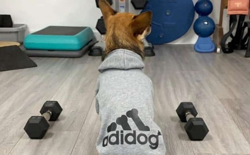 'Adidog' - odjeća i obuća namijenjena psima 