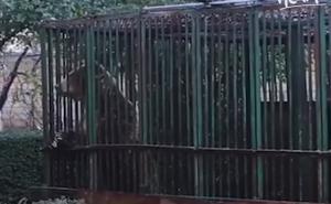 Medvjed oslobođen nakon osam godina u malom kavezu: Njegova reakcija je predivna
