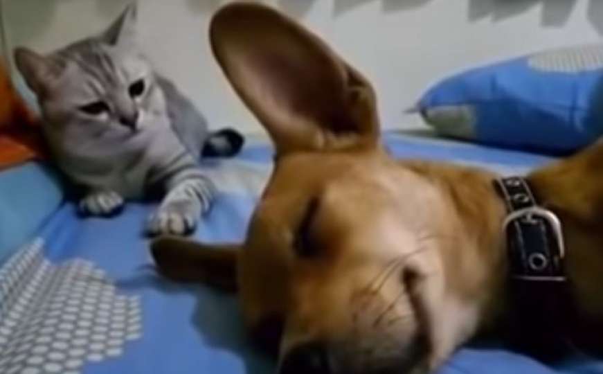 Pas pustio vjetar u snu, a maca je imala urnebesnu reakciju