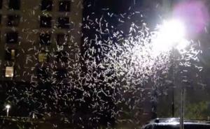 Nezapamćena najezda pustinjskih skakavaca na prijestolnicu grijeha: Ovo je kao u hororu