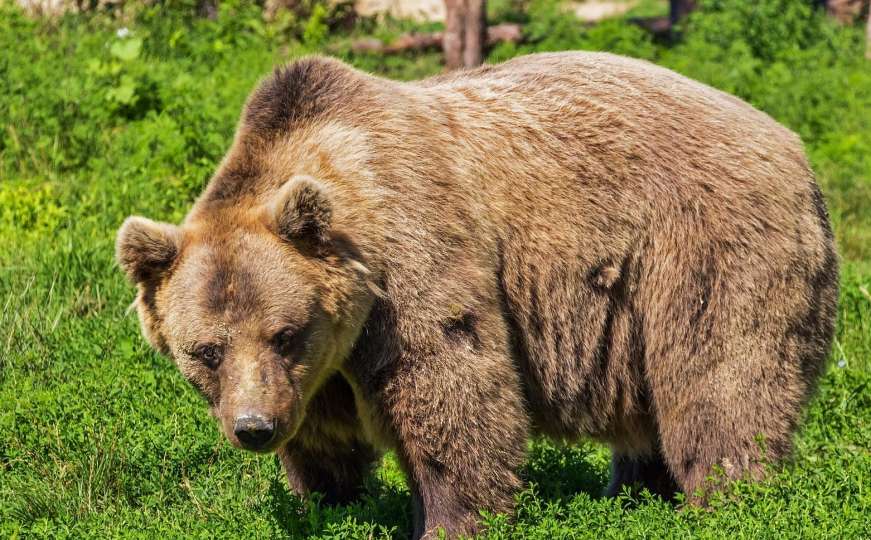 Medvjed napao muškarca u Kotor-Varoši i otkinuo mu stopalo i dio potkoljenice