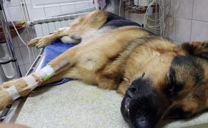 Karlovac: Provalnici pajserom tukli vatrogasnog psa za potragu