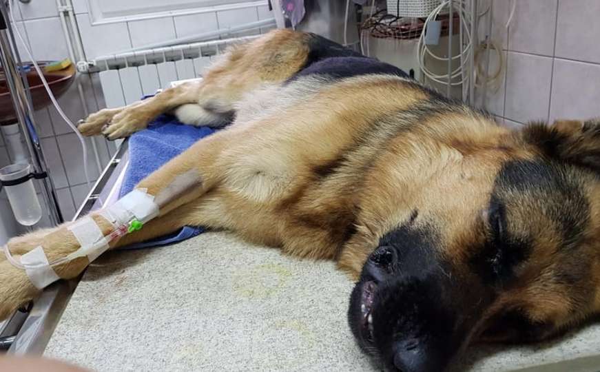 Karlovac: Provalnici pajserom tukli vatrogasnog psa za potragu