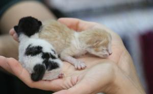 Divna gesta: Sklonio mačku od vrućina u radnju, a ona mu ujutro okotila mačiće