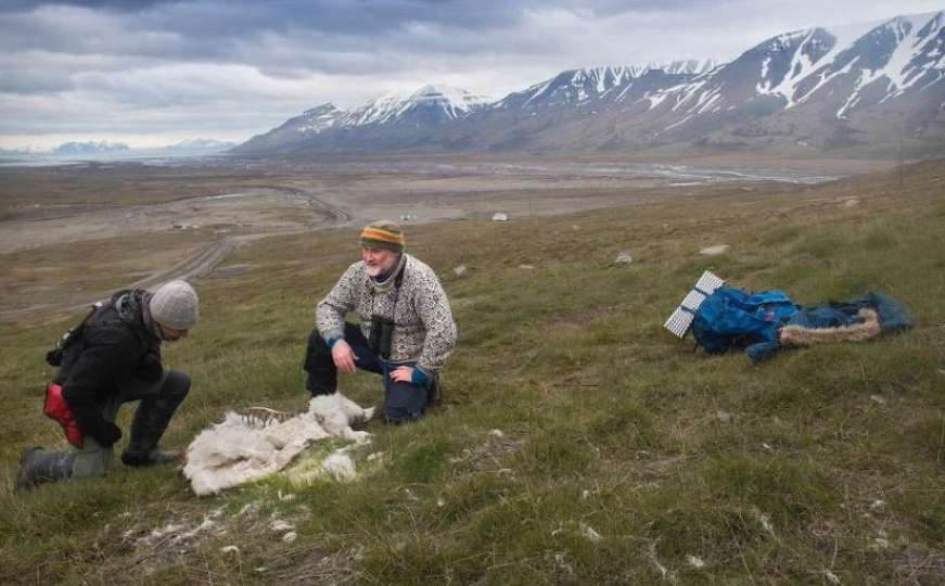 Oko 200 irvasa uginulo na Svalbardu, najvjerovatnije zbog gladi