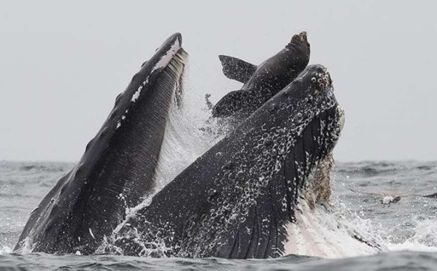 Fotograf snimio nešto što se vidi samo jednom u životu: Kit guta morskog lava