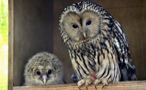 Bečki zoološki vrt 'Shönbrunn' na slobodu pustio sedam malih sova