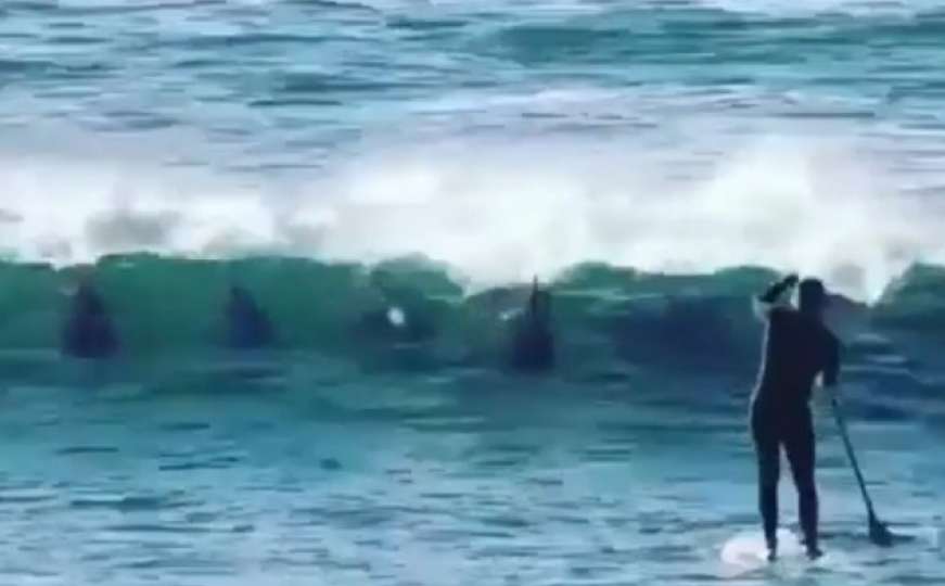 Na surfera naletilo jato delfina: Nije mogao vjerovati šta mu se desilo