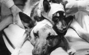 Pas s dvije glave: 1954. usadio mu je još jednu
