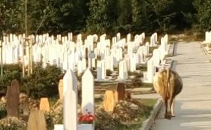 Građani šokirani: Krave slobodno šeću na groblju Vlakovo kod Sarajeva