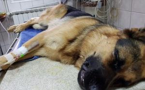 Nakon što su ga pretukli pajserom, pas karlovačkih vatrogasaca uginuo 