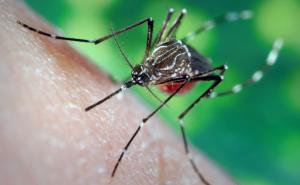 Korisni savjeti kako da se borite sa ujedima komaraca
