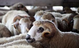 Koje propise o klanju kurbana treba znati i gdje se sve može uplatiti