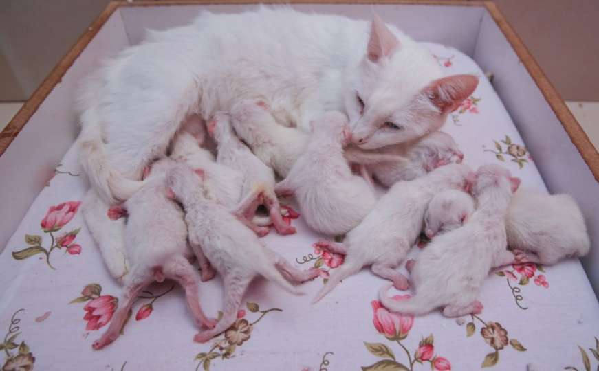 Mačiji natalitet: Posebna vrsta u jednom okotu na svijet donijela deset mačića