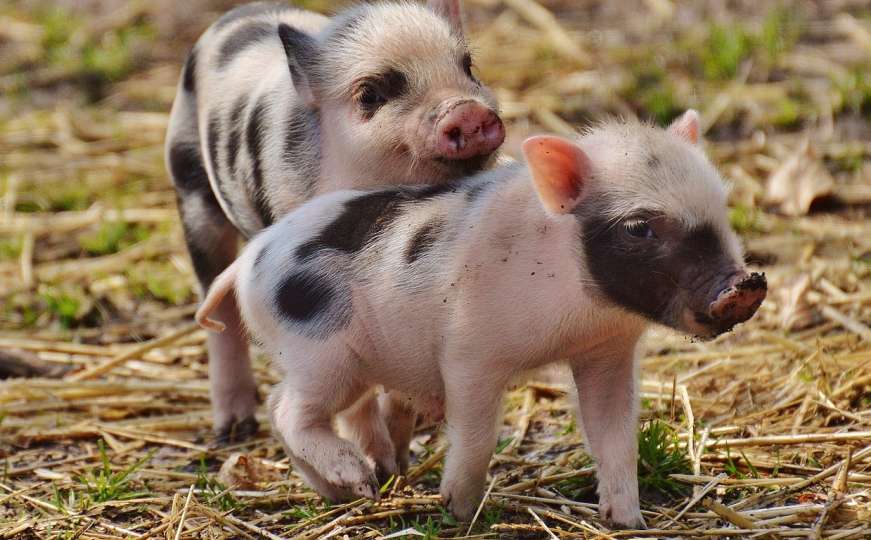 Oglasili se iz BiH povodom pojave afričke svinjske kuge u Srbiji