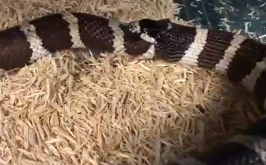 Video: Vlasnik azila snimio zmiju kako proždire samu sebe