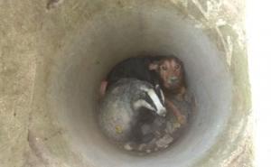 Ovo ne viđamo svaki dan: Jazavac i jazavčar zaglavili su zajedno...