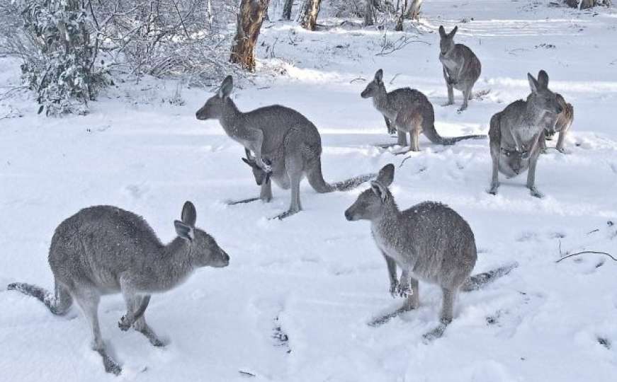 Zimska idila u Australiji: Snijegu se najviše obradovali kenguri