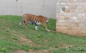 Sarajevo: Kako životinje u Pionirskoj dolini podnose vrućine