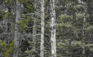 Mnogi ne mogu: Možete li vidjeti sovu na ovoj fotografiji?