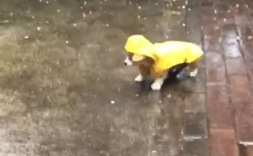 Psić u kabanici prvi put šetao po kiši: Njegov pad nasmijao je milione