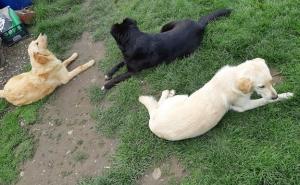 Bili su umiljati i zaigrani: U dvorištu porodične kuće ubijena dva psa