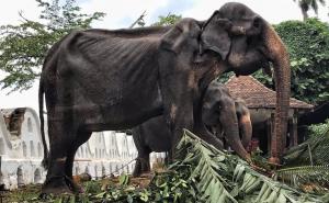 Okrutnost ljudi nema granicu: Pogledajte u kakvo je stanje dovedena ova slonica 