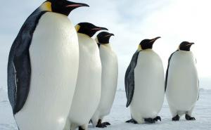 Prije 60 miliona godina svijetom su hodali divovski pingvini