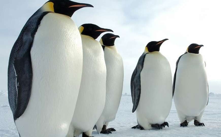 Prije 60 miliona godina svijetom su hodali divovski pingvini