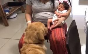 Prvi susret psa i novorođene bebe: Reakcija je izazvala oduševljenje