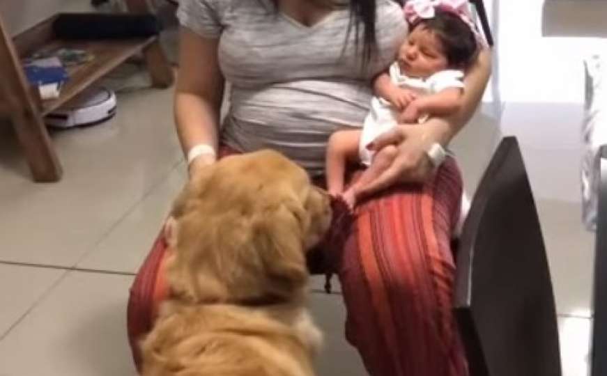 Prvi susret psa i novorođene bebe: Reakcija je izazvala oduševljenje