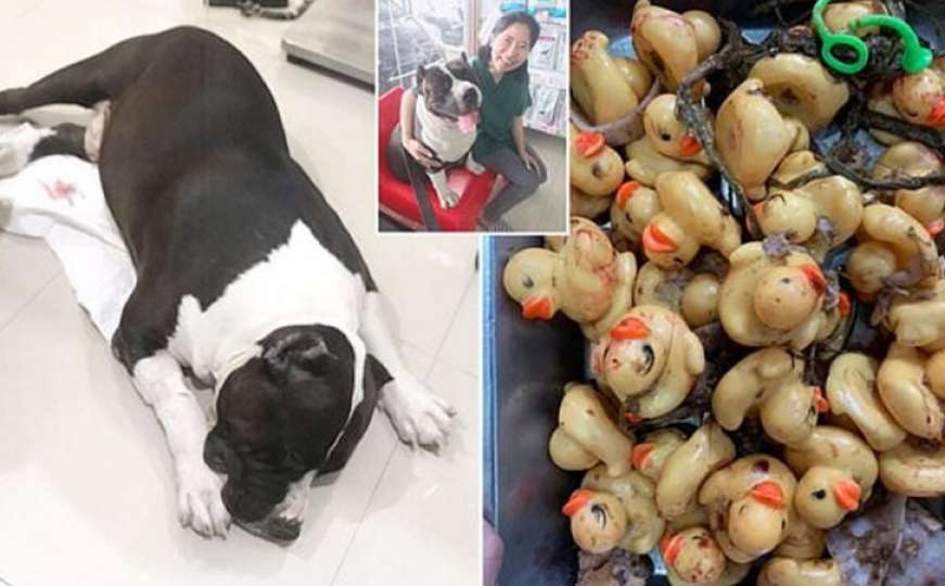 Pas koji voli gumene patkice: Pojeo ih je više od 30